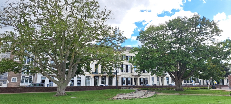 De twee grote bomen aan de IJsselkade, naast de waterspeelplaats.
